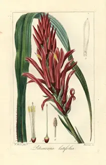 Broad leaved pitcairnia, Pitcairnia bifrons