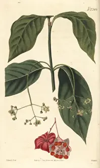 Spindle Prints: Broad-leaved spindle tree, Euonyms latifolius