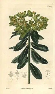 Curtis Prints: Broad-leaved spurge, Euphorbia epithymoides