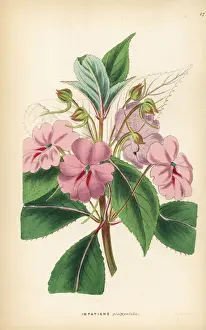 Broad-petaled balsam, Impatiens platypetala
