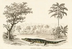 Thierreiches Collection: Broad-snouted caiman, Caiman latirostris