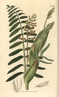 Astragalus Prints: Broad-stipuled astragalus, Astragalus stipitatus