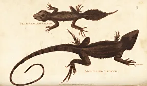 Amphibia Collection: Broad-tailed gecko and jacky lashtail lizard
