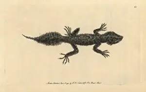 Tailed Prints: Broad-tailed gecko, Phyllurus platurus