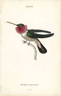 Trochilus Collection: Broad-tailed hummingbird, Selasphorus platycercus