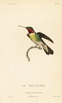 Broad-tailed hummingbird, Selasphorus platycercus