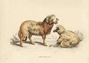Aries Collection: Broad-tailed or laticauda sheep, Ovis aries
