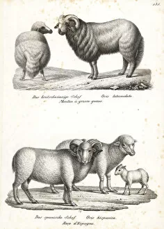 Rudolf Collection: Broad-tailed sheep and merino sheep