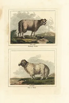 Lamb Prints: Broad tailed sheep, Ovis aries subsp