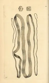 Miscellany Prints: Broad tapeworm, Diphyllobothrium latum
