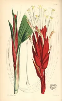 Waved Prints: Broad waved-leaved pitcairnia, Pitcairnia undulatifolia