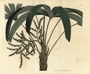 Sansom Prints: Broadleaf lady palm, Rhapis excelsa