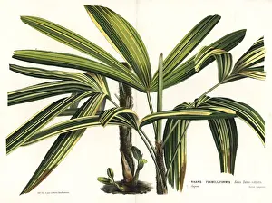 Broadleaf lady palm, Rhapis excelsa