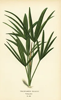 Broadleaf lady palm, Rhapis excelsa