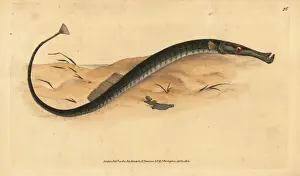 Shorter Prints: Broadnosed pipefish, Syngnathus typhle