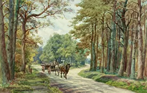 Broadwater Forest, Tunbridge Wells, Kent