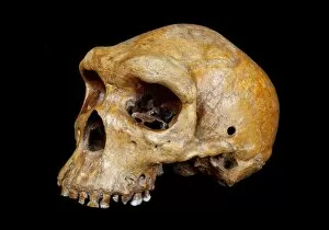 Images Dated 25th July 2012: Broken Hill skull, Homo heidelbergensis