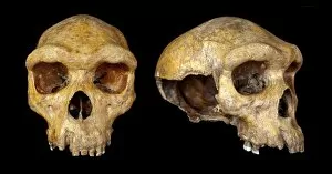 Black Background Collection: Broken Hill skull, Homo heidelbergensis