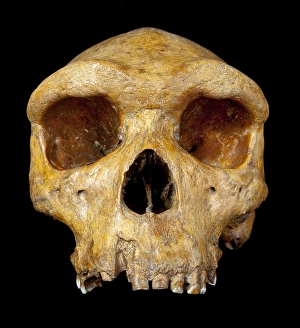 Images Dated 25th July 2012: Broken Hill skull, Homo heidelbergensis
