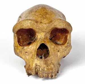 Images Dated 25th July 2012: Broken Hill skull, Homo heidelbergensis