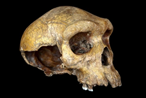 Images Dated 25th July 2012: Broken Hill skull, Homo heidelbergensis