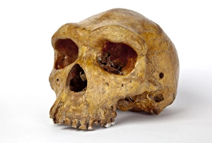 Images Dated 25th July 2012: Broken Hill skull, Homo heidelbergensis
