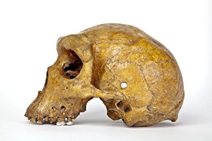 Images Dated 25th July 2012: Broken Hill skull, Homo heidelbergensis