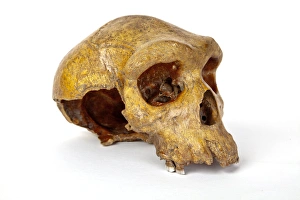 Images Dated 25th July 2012: Broken Hill skull, Homo heidelbergensis
