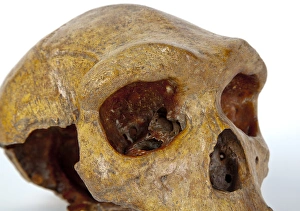 Images Dated 25th July 2012: Broken Hill skull, Homo heidelbergensis