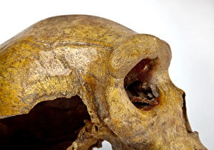 Images Dated 25th July 2012: Broken Hill skull, Homo heidelbergensis