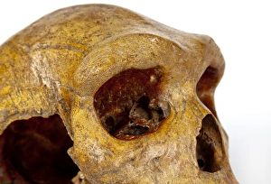 Images Dated 25th July 2012: Broken Hill skull, Homo heidelbergensis