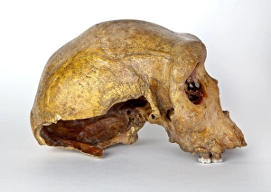 Images Dated 25th July 2012: Broken Hill skull, Homo heidelbergensis