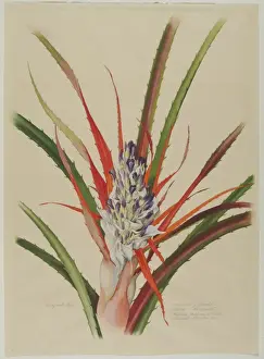 Bromeliaceae Prints: Bromelia anticantha