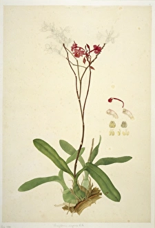 Francis Bauer Gallery: Bronphtoria sarpuinea