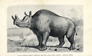 Miocene Gallery: Brontops robustus
