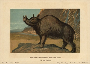 Tiere Gallery: Brontops robustus, extinct genus of rhinoceros-like