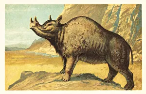 Odd Toed Ungulate Prints: Brontops robustus or Megacerops robustus