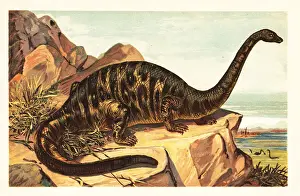 Late Jurassic Prints: Brontosaurus excelsus, extinct species of gigantic quadruped sau