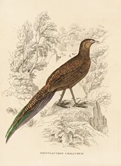 Bildersaal Prints: Bronze-tailed peacock-pheasant, Polyplectron chalcurum