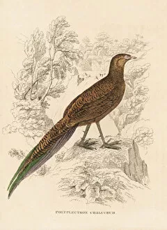 Naturhistorischer Gallery: Bronze-tailed peacock-pheasant, Polyplectron chalcurum