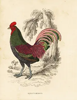 Sumatra Prints: Bronzed cock of Sumatra, Gallus aeneus