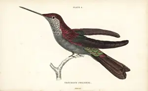 Hummingbirds Prints: Bronzy inca, Coeligena coeligena