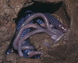 Lissamphibia Gallery: Brooding female caecilian with her young