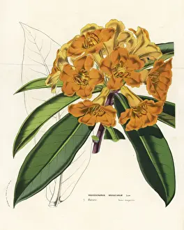Borneo Prints: Brookes rhododendron, Rhododendron javanicum