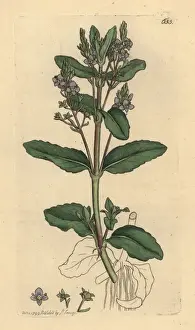 Brooklime, Veronica beccabunga