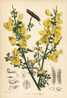 Cytisus Prints: Broom, Cytisus scoparius