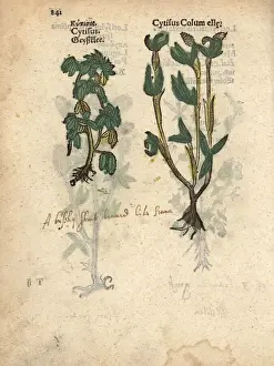 Cytisus Prints: Broom species, Cytisus species and Cytisus columella
