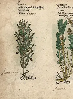 Genista Prints: Broom species, Genista species