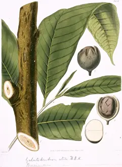 Rosales Prints: Brosimum galactodendron, cow tree