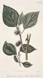 Mulberry Prints: Broussonetia papyrifera, paper mulberry